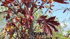 Acer platanoides Royal Red