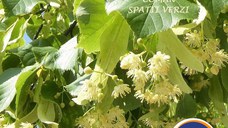 Tilia cordata (tei)