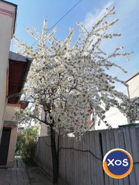 Casa din 3 camere cu curte Giulesti sector 1 - 8