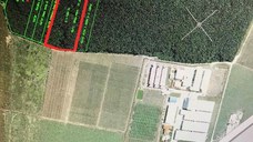 🌳 Pădurea Strava – 25.000 mp | arbori de peste 100 ani | Afumați – Și