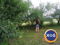 2000 mp pt. casa de vacanta la 5 km de Albota-Pitești,15 eur mp - 1