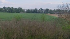 Teren de vanzare - Petea, Satu Mare