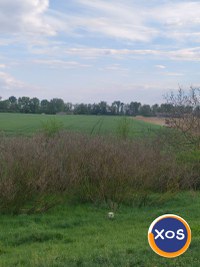 Teren de vanzare - Petea, Satu Mare - 1