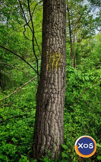 Vând pădure,teren extravilan. - 2