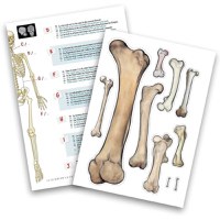 Joc Educativ Buki France Schelet Gigant 45 cm - 7