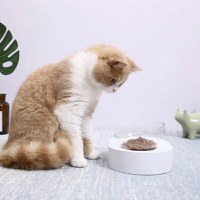 Bol mancare pisici PETKIT Fresh Nano, Cat Feeding Bowl, Single, Transparent - 2