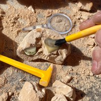 GeoSafari - Kit excavare fosile - 1