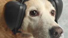 Antifoane protectie auz animale, dimensiune M, Negru