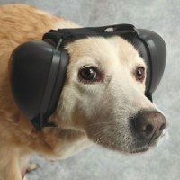 Antifoane protectie auz animale, dimensiune M, Negru - 1