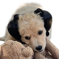 Casti antifonice pentru catei, dimensiune S, Negru - 1