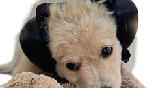 Casti antifonice pentru catei, dimensiune S, Negru