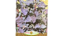 Seminte de loboda rosie Prima Sementi, 1 g