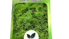Seminte de marar Silistea 5 gr, Adonis - Soi Traditional