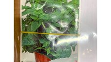 Seminte de menta - planta aromatica pentru gradina si ghiveci
