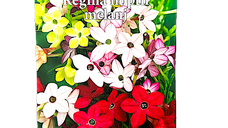 Seminte de Regina Noptii melanj, 0.5 g, Prima Sementi