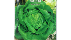 Seminte de Salata SF. Ana - Calitate Superioara pentru Gradina Ta