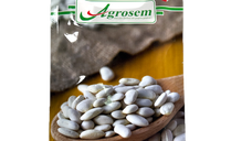 Seminte fasole pitica Cannelino 100 gr, Agrosem - Boabe albe pentru fasole uscată