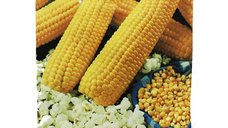 Seminte Porumb pentru Floricele - Soi Productiv