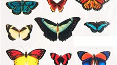 Tatuaj decor unghii stz-1005