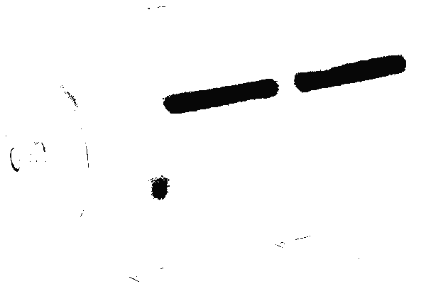 Rezervor hidrofor din inox  24 L