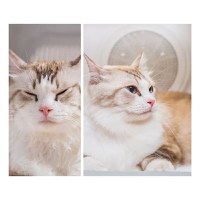Uscator Smart PETKIT AirSalon Max Pro pentru animale de companie, Capacitate 60L, Ecran tactil, Bluetooth - 8