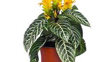 Aphelandra squarrosa - Planta Zebra, Inaltime 35 cm