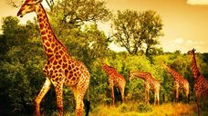 Autocolant, Girafe in savana