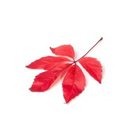 Belle&Bio Vita de vie rosie Bio 120 capsule (Pentru sistemul cardiovascular, varice) - 5