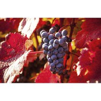 Belle&Bio Vita de vie rosie Bio 120 capsule (Pentru sistemul cardiovascular, varice) - 3