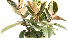 Ficus Elastica 'Tineke' - Ficus de Cauciuc cu Frunze Pestrite, Inaltime 50 CM