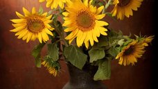 Fototapet Buchet Floarea Soarelui - Decor Eco-Friendly