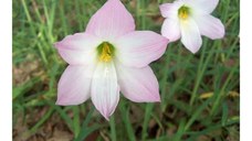 Habranthus Robustus, Crinul Ploii, 4/5, Roz, 10 bulbi
