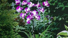 HI Lumina solara orhidee de gradina