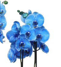 Planta naturala de interior Orhidee Magic Blue Royal blue A2, cu flori dimensiune 90 cm - 3