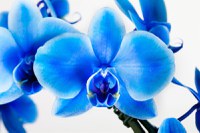 Planta naturala de interior Orhidee Magic Blue Royal blue A2, cu flori dimensiune 90 cm - 4