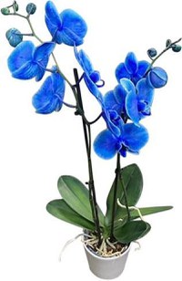 Planta naturala de interior Orhidee Magic Blue Royal blue A2, cu flori dimensiune 90 cm - 2