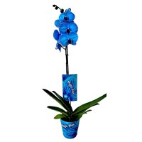 Planta naturala de interior Orhidee Magic Blue Royal blue A2, cu flori dimensiune 90 cm - 1