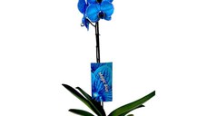 Planta naturala de interior Orhidee Magic Blue Royal blue A2, cu flori dimensiune 90 cm