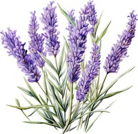 Sticker decorativ, Lavanda, Mov, 62 cm, 1339STK-5 - 2