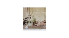 Tillandsia Xerographica Bonsai - Medie