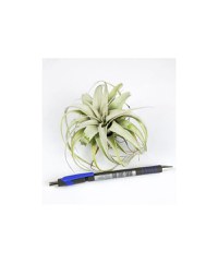 Tillandsia Xerographica Bonsai - Medie - 3