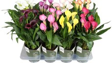 Zantedeschia (Cala) roz - planta naturala decorativa