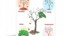 Pomul Anotimpurilor - Plansa Decorativa 50x70 - Proiecte Tematice Unice
