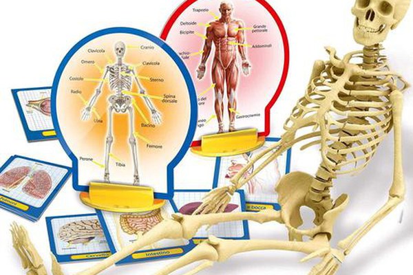 Experimentele micului geniu - Corpul uman