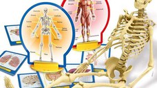 Experimentele micului geniu - Corpul uman