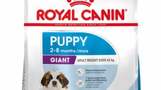 ROYAL CANIN SHN Giant PUPPY (vârsta până la 8 luni) 15kg