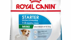 ROYAL CANIN SHN Mini Starter Mother & Babydog pt. femele gestante şi căţei