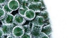 Brad artificial de Craciun cu varfuri albe Novokids PineTree Alb Verde, Cu ace lungi, Coroana bogata, Inaltime 180 cm, Suport inclus, Pom de Craciun Ecologic