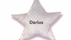 Perna decorativa personalizata Steluta din plus minky gri