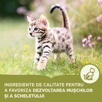 ACANA First Feast, Junior, hrană uscată pisici junior, 1.8kg - 6